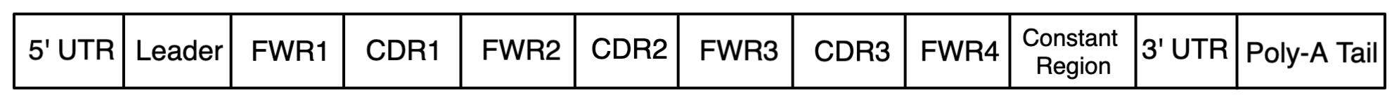 V(D)J 转录本结构示意图